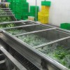 蔬菜無(wú)殘留的氣泡清洗機(jī)