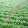 優(yōu)質(zhì)多高產(chǎn)多年生黑麥草種子 濟南牧草種子